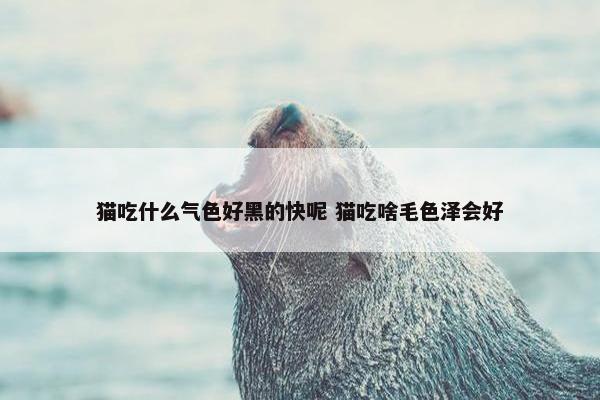 猫吃什么气色好黑的快呢 猫吃啥毛色泽会好