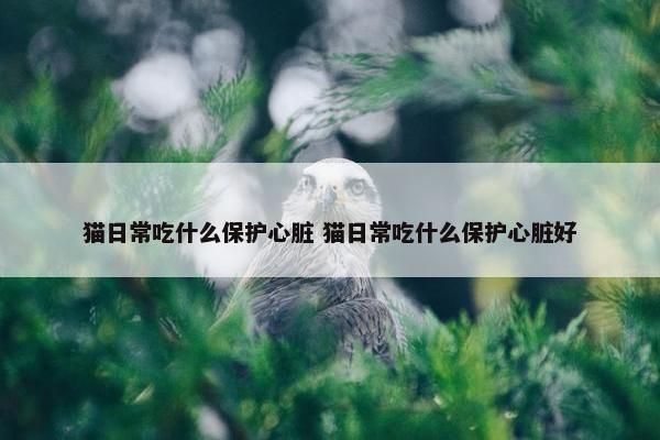 猫日常吃什么保护心脏 猫日常吃什么保护心脏好