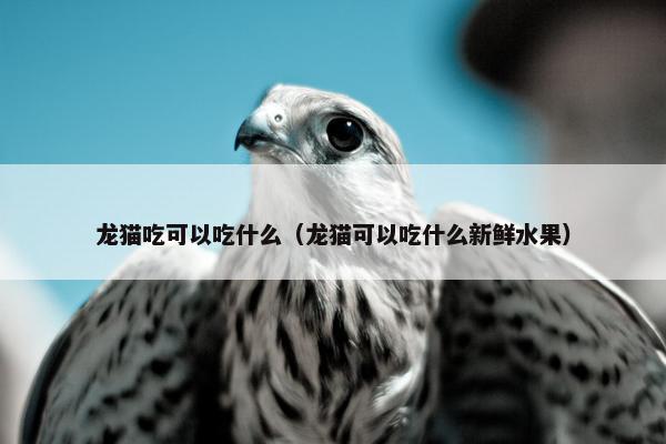 龙猫吃可以吃什么（龙猫可以吃什么新鲜水果）